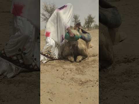 مشهد مدهش فتاة بدوية ت حر ك الجمل بحذر لإخراج جر ة عالقة دون أن تنر
