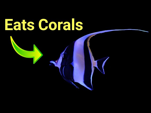 Watch This Before You Get A Moorish Idol - YouTube