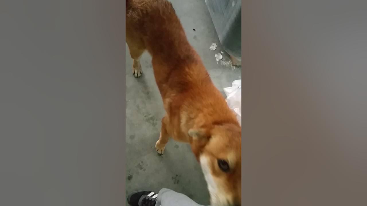 Funny dog doesnt like the rain YouTube