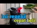 Jika menemukan burung-burung seperti berikut segera ambil dan beli