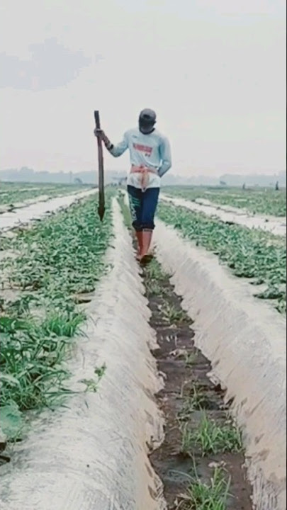 Cara Pemupukan Yang Tepat #semangka #watermelon #short