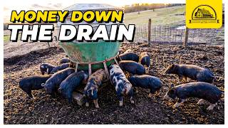 Stop Wasting $$$: The Feed Errors Killing Your Profit Margin And How To Fix It