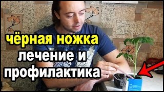 Чёрная ножка на рассаде. Лечение и профилактика.