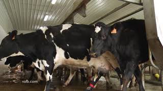 Farm Focus - Dairy farmers struggling