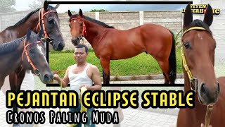 Eclipse Stable Stallion Update | 