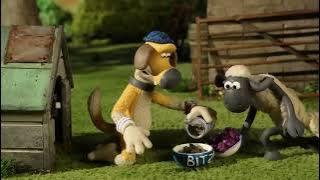 Kidz cartoon [Shaun the Sheep] [Cock-a-Doodle]