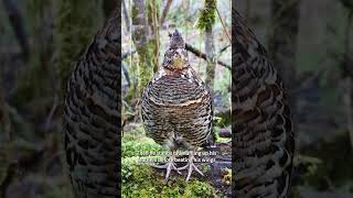 Ruffed Grouse performing its signature drumming display #bird