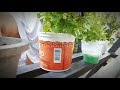 How do i clean flower plant pots  natural homemade flower pot cleaning