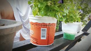 How Do I Clean Flower Plant Pots? / Natural Homemade Flower Pot Cleaning