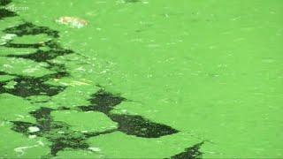 Business owners push lawmakers to fight Lake Erie algae bloom