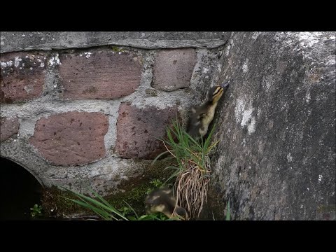 Ducklings first time swim in creek, 2 climb up a wall.