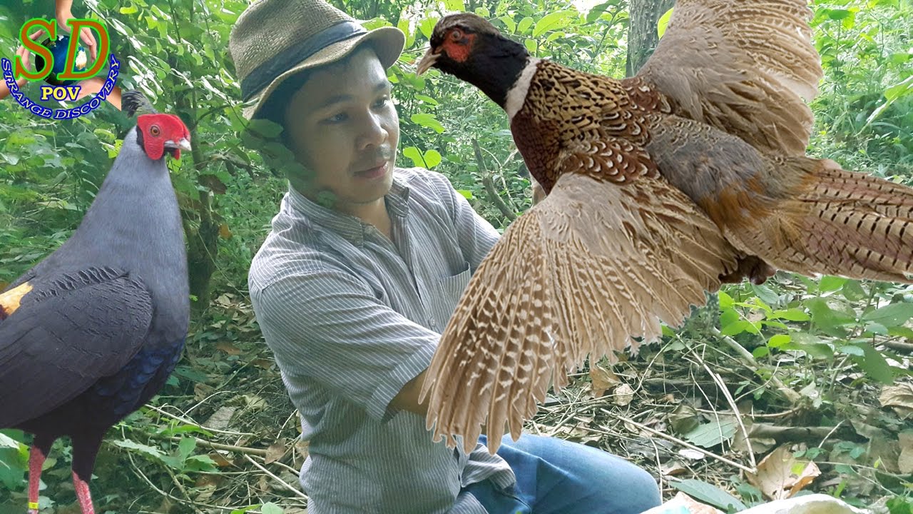 PHEASANT vs Cambodia Traditional Trap || Birds Trap || How to Hunting ...