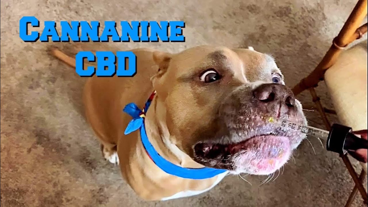 My Dogs Takes CBD | Product Review