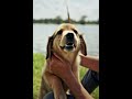 A golden retriever puppy asks Jesus for help, and the parent dog is saved