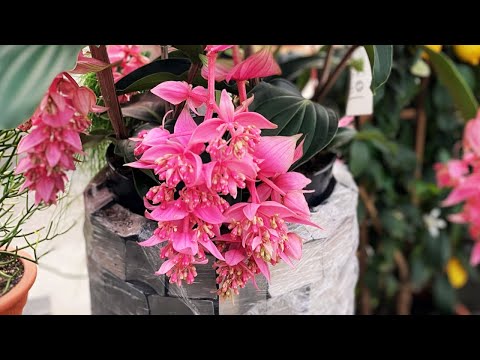 Video: Medinilla Växtvårdsinstruktioner: Hur man odlar Medinilla-växter
