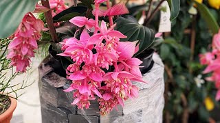 Download Lagu Medinilla Magnifica Plant Care - How to Grow Exotic Medinilla Plants? | Plant Care Tips MP3