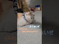 おやつに屈して嫌々頭をなでさせるほっぺ【保護猫ほっぺたろう】#shorts