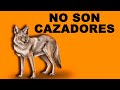 🏹 Cómo CAZAN los COYOTES a sus PRESAS - Animales Salvajes