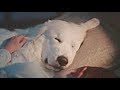 3篇 Amazon アマゾン CM 「白い犬」「ライオン」「馬とポニー」