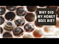 Why Did My Honey Bees Die?