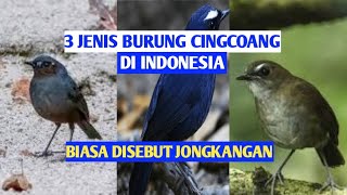 Beberapa Jenis Burung Cingcoang / Jongkangan yang Bisa Ditemukan di Indonesia.