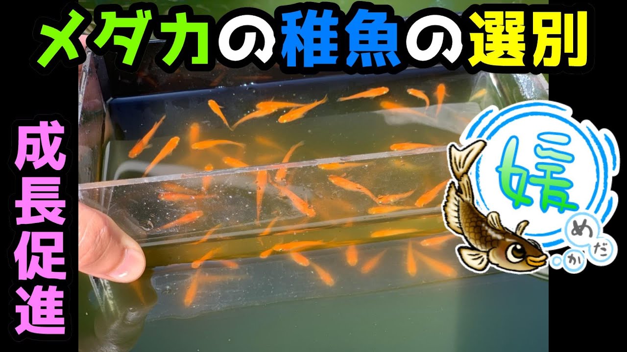 メダカの稚魚の選別 稚魚から若魚へ早く大きくする方法 針子 繁殖 育て方 媛めだか とび仔 Youtube