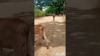 Tonada De Ordeño Leche Por Agua