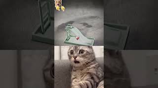 Fast #cat #memes #funny