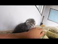 「おはよう」を言いに来た子猫がかわいい…スコティッシュフォールドのつむ