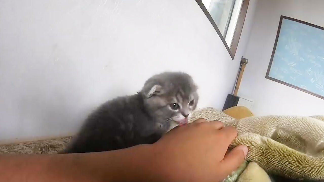 おはよう を言いに来た子猫がかわいい スコティッシュフォールドのつむ Youtube