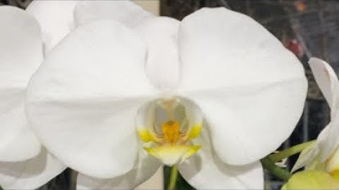 Hồ diệp đủ loại-sonia-happy-pen-bà liễu ☎️0903177978☎️