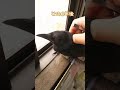 硬直して冷たくなっていたカラスを温めて揉んでから6年が経ちました