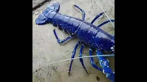 Флоридский синий