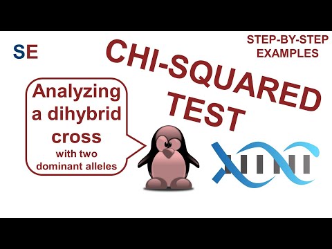 Chi-squared test | step-by-step examples (dihybrid cross)