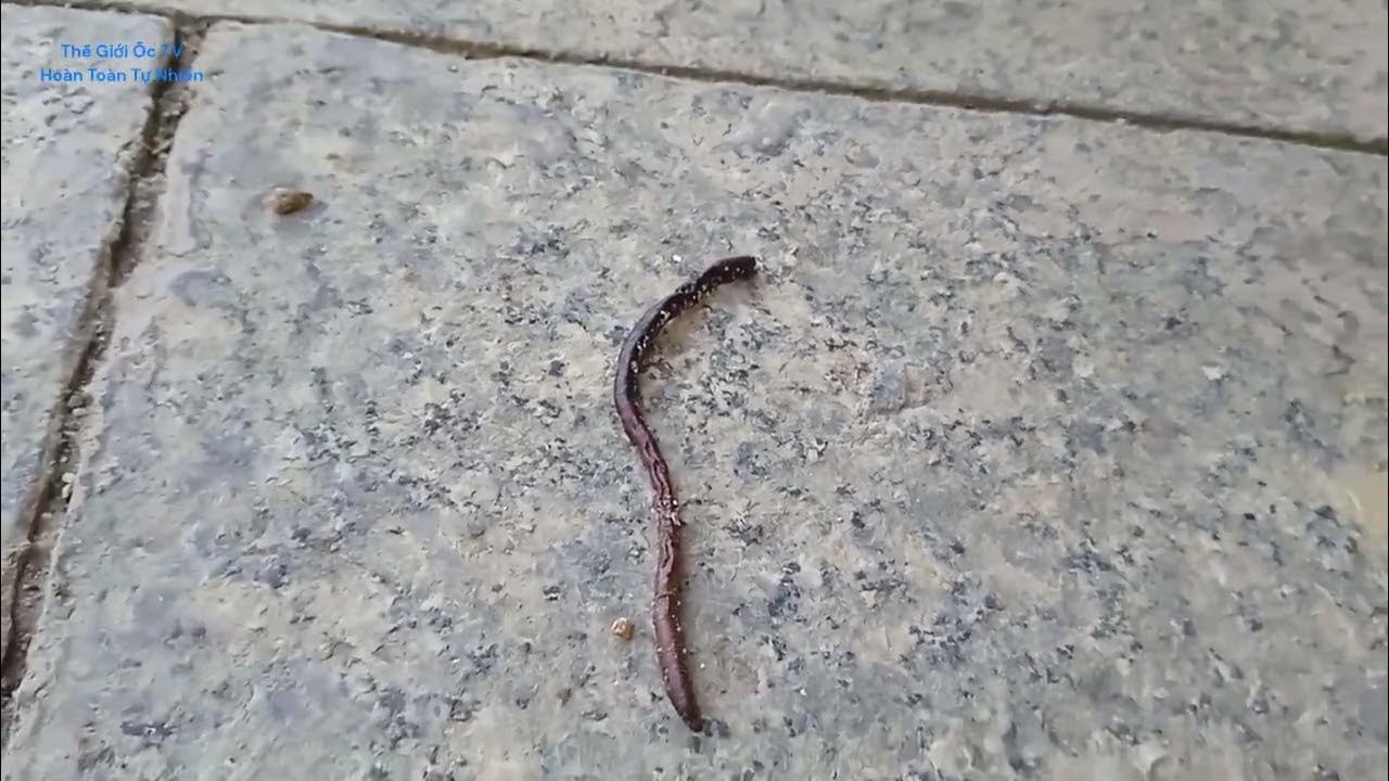 Dead earthworms on the sidewalk YouTube