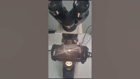 Microscópio Nikon Eclipse E200