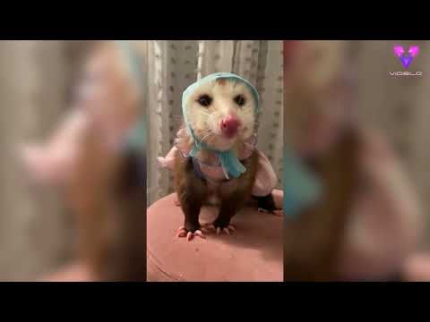 Los looks de estas zarigüeyas lo están petando en las redes