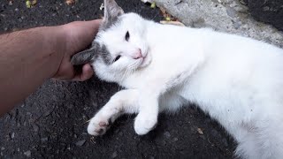 The cat is very friendly and so cute