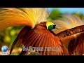 Серия 8. Райские птицы - самые красивые создания на земле.