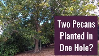 Two Pecan Trees Planted In One Hole - Backyard Orchard Culture