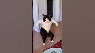 Wow, cute cat is screaming 😹