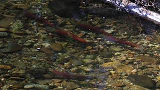 Mission Creek Kokanee Spawning