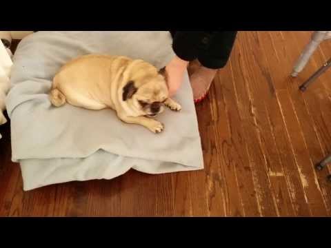 Deaf Pug excited to see owner return home