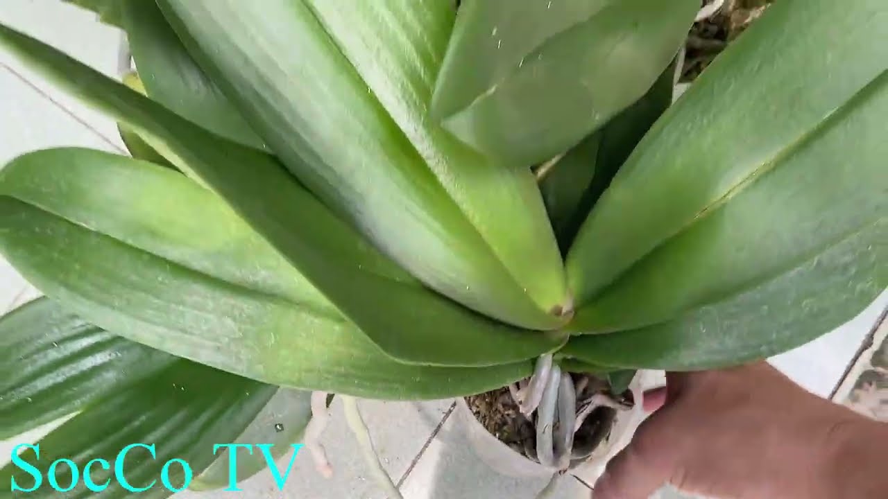 Muốn Trồng Được Lan Hồ Điệp Bạn Nhất Định Phải Xem Video Này!!!!!!!