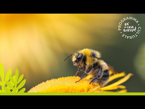 Video: I Pesticidi 