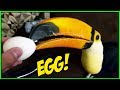 Toucan Tries a Hard Boiled Egg For the First Time!!