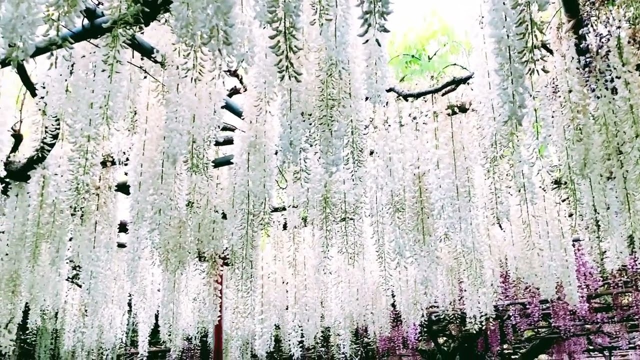 Three Colors Of Japanese Wisteria Flowers ( White, Pink & Purple