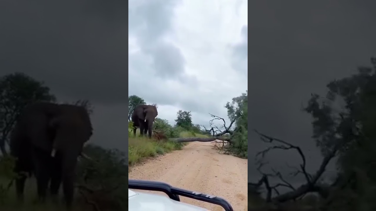 THUG LIFE OF ELEPHANT 🤣🤣