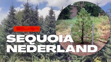 Giant Sequoia tree, 23-08-2022, 170cm, The Netherlands