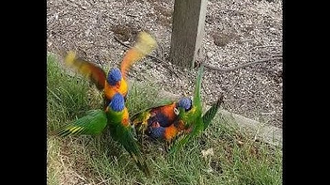 Rainbow Lorikeet Street Fight